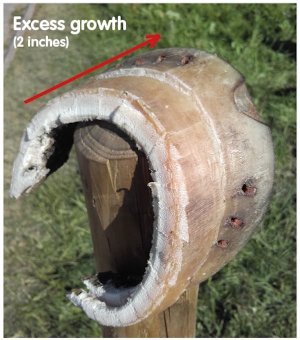 Image 6 Hoof trimmings excessive growth (600px * 679px)